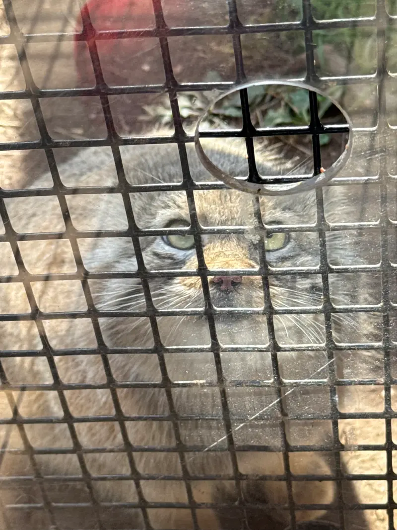 エルムウッド・パーク動物園のレザの写真