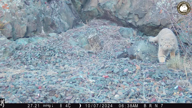 エギズカラ［新］カメラトラップで撮影したOtocolobus manul manulの写真