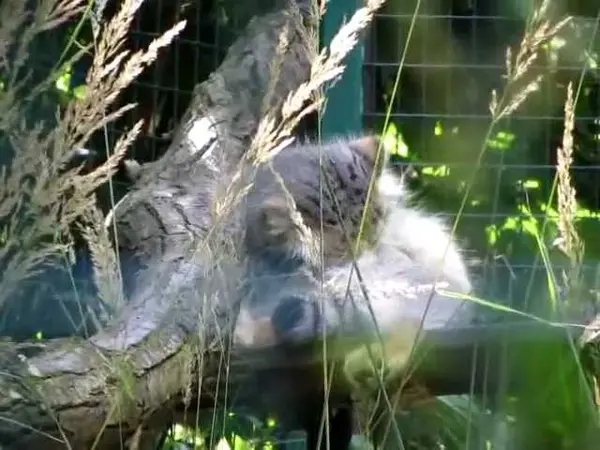 デッサウ動物園のマンニの動画