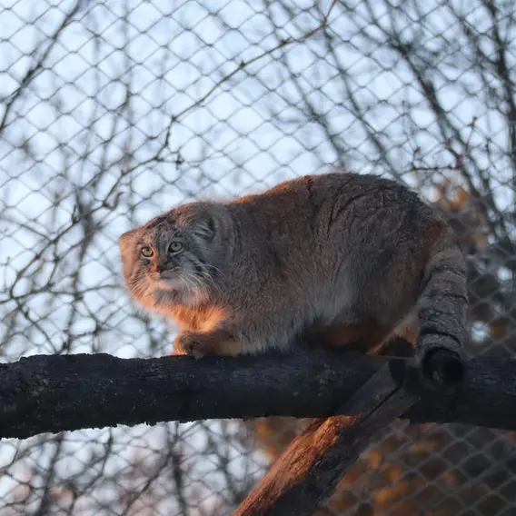 コルケアサーリ動物園のアルカスの写真