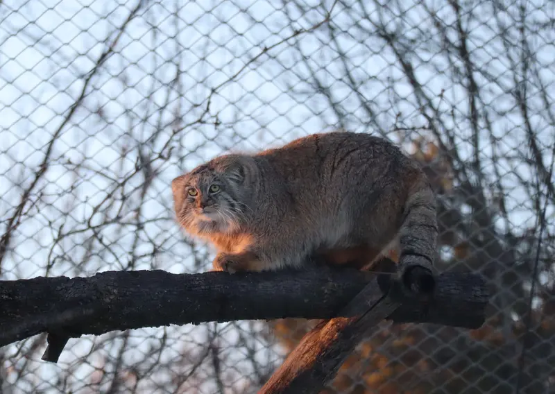 コルケアサーリ動物園のアルカスの写真