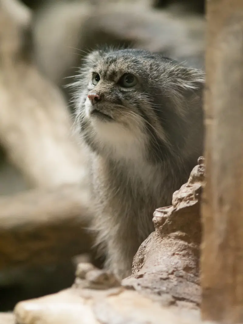 恩賜上野動物園のクリョンの写真