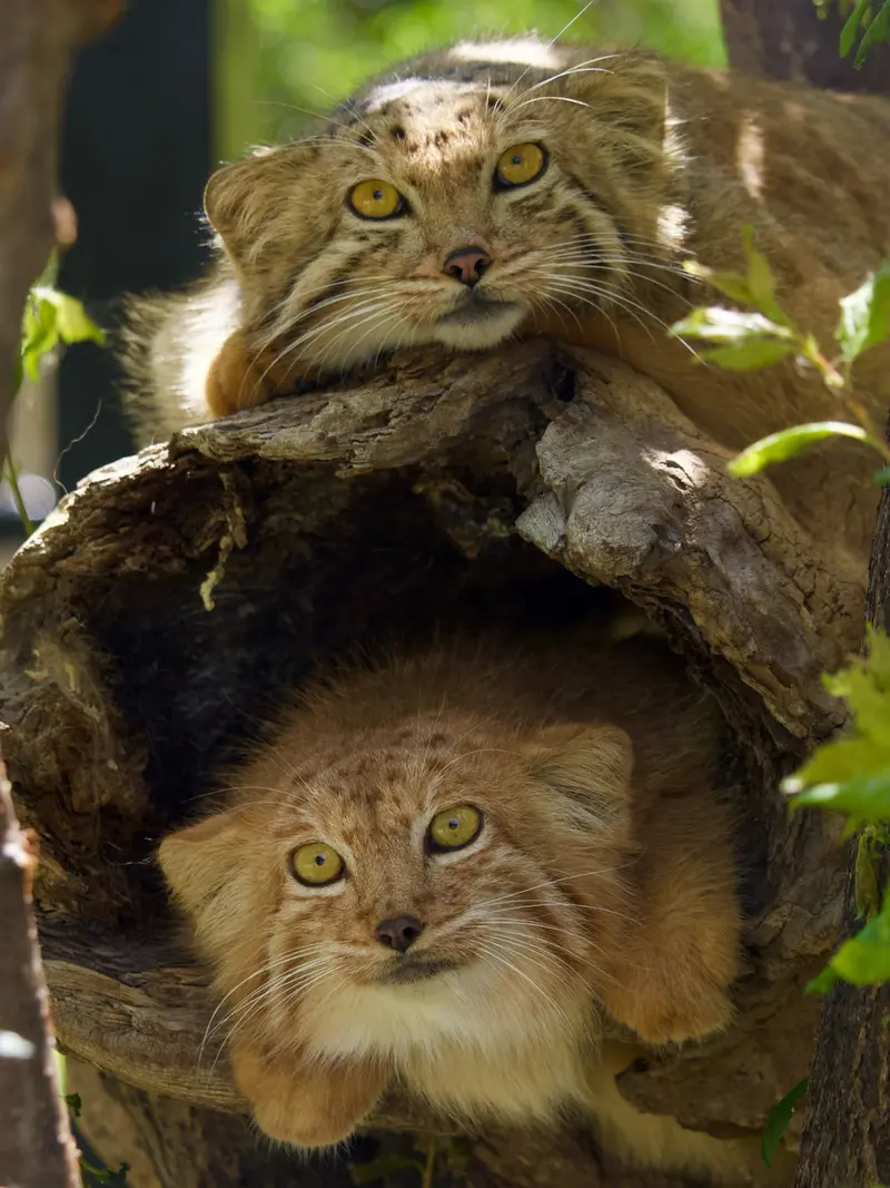 エレバン動物園のマノーとナノーの写真