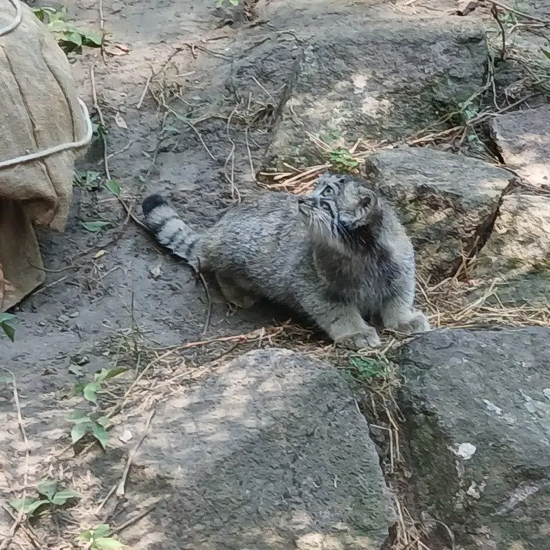ブダペスト動物園・植物園のボリス Ⅱの写真