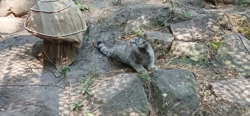 ブダペスト動物園・植物園のボリス Ⅱの写真