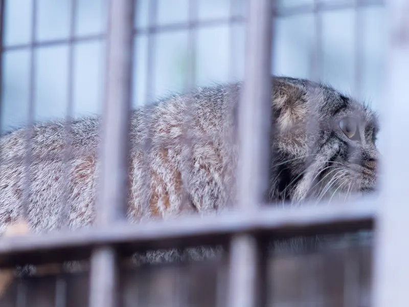 野毛山動物園のフィーガの写真