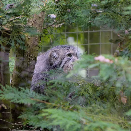 バナム動物園のハルの写真