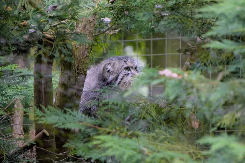 バナム動物園のハルの写真