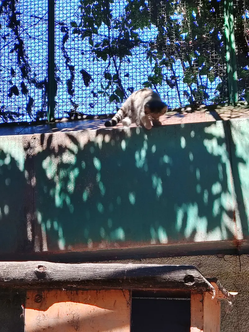 ブダペスト動物園・植物園のボリス Ⅱの写真