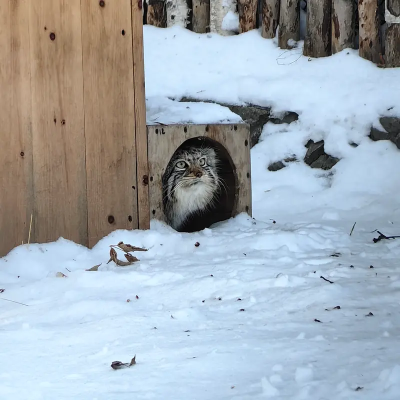 ノヴォシビルスク動物園のイヴの写真