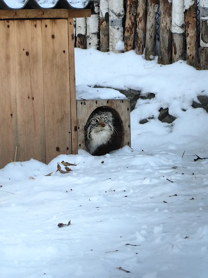 ノヴォシビルスク動物園のイヴの写真