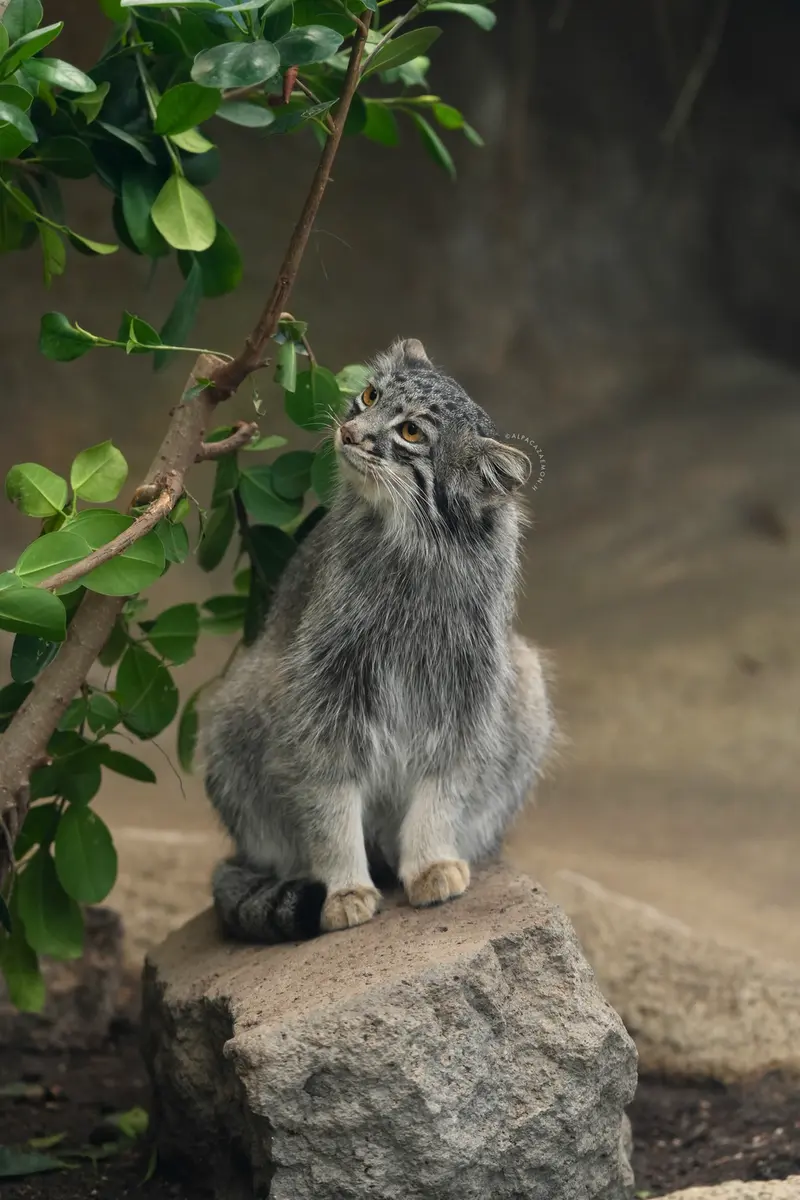 神戸どうぶつ王国のメイの写真