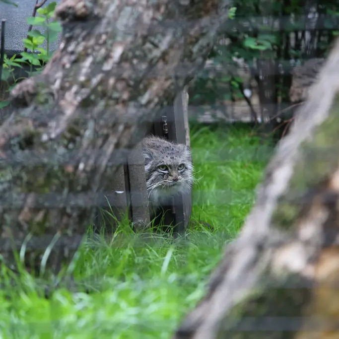 ワルシャワ動物園のジェシーの写真