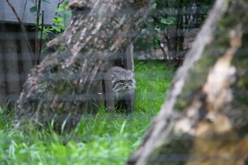 ワルシャワ動物園のジェシーの写真
