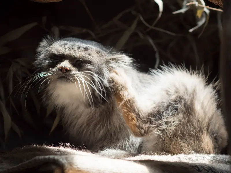 恩賜上野動物園のクリョンの写真