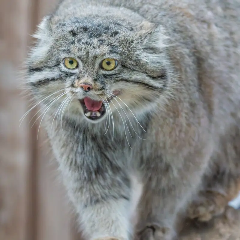 神戸どうぶつ王国のナルの写真