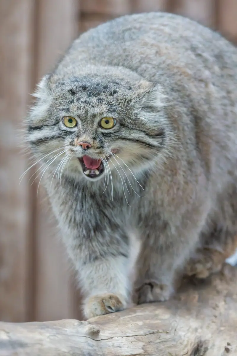 神戸どうぶつ王国のナルの写真