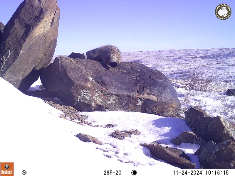 コシュカルカメラトラップで撮影したOtocolobus manul manulの写真