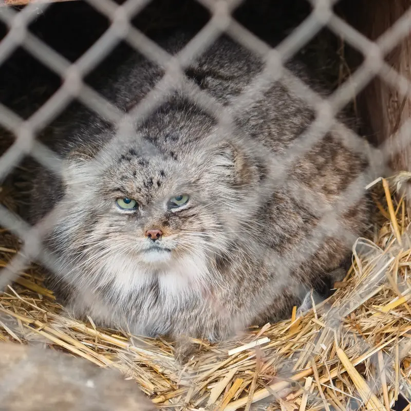 ウッチ動物園のパッツォの写真
