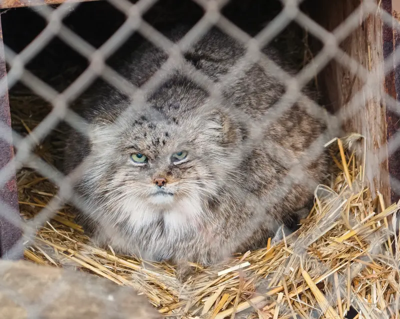 ウッチ動物園のパッツォの写真