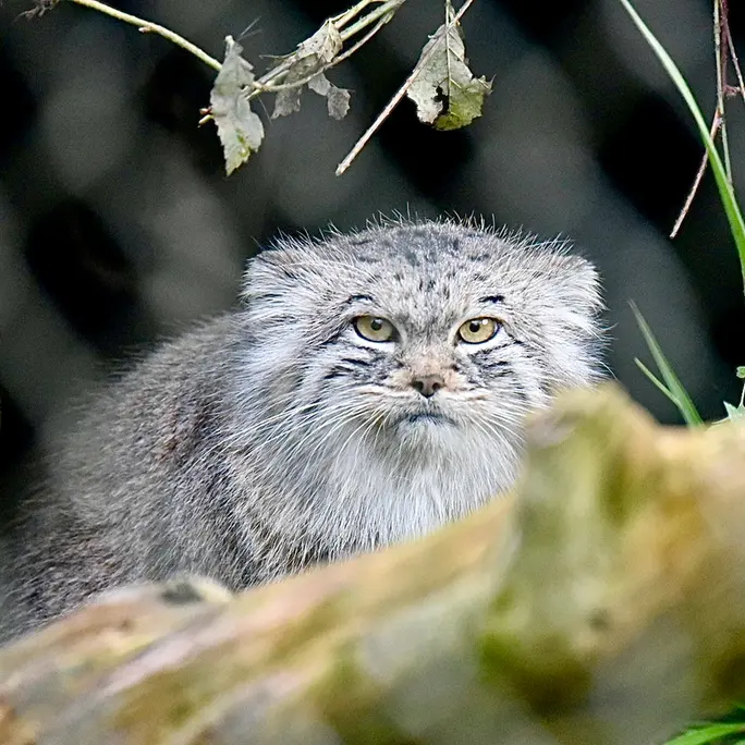 ヘラブルン動物園のスタブシの写真