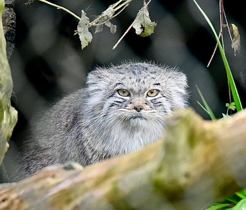 ヘラブルン動物園のスタブシの写真