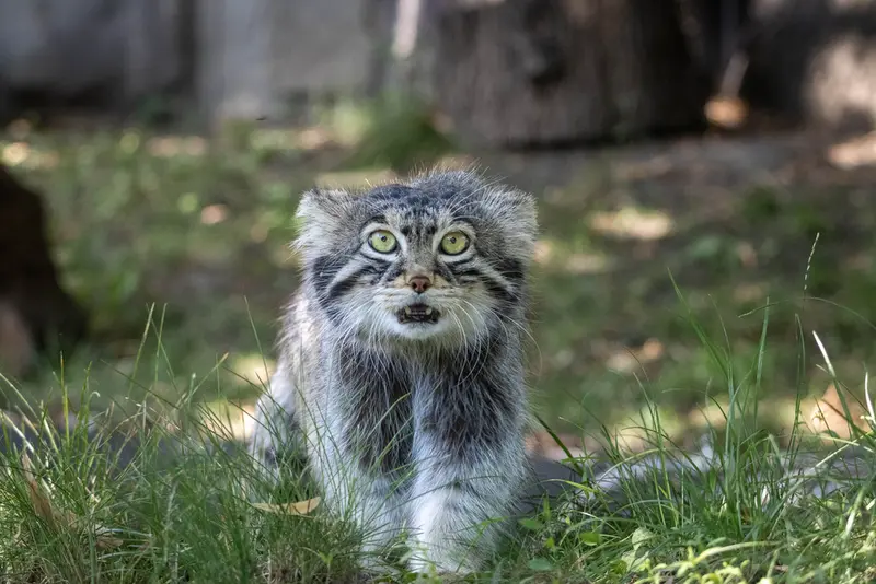モスクワ動物園のティモフェイの写真