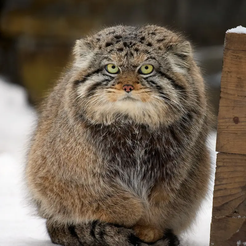 ノヴォシビルスク動物園のボリスの写真