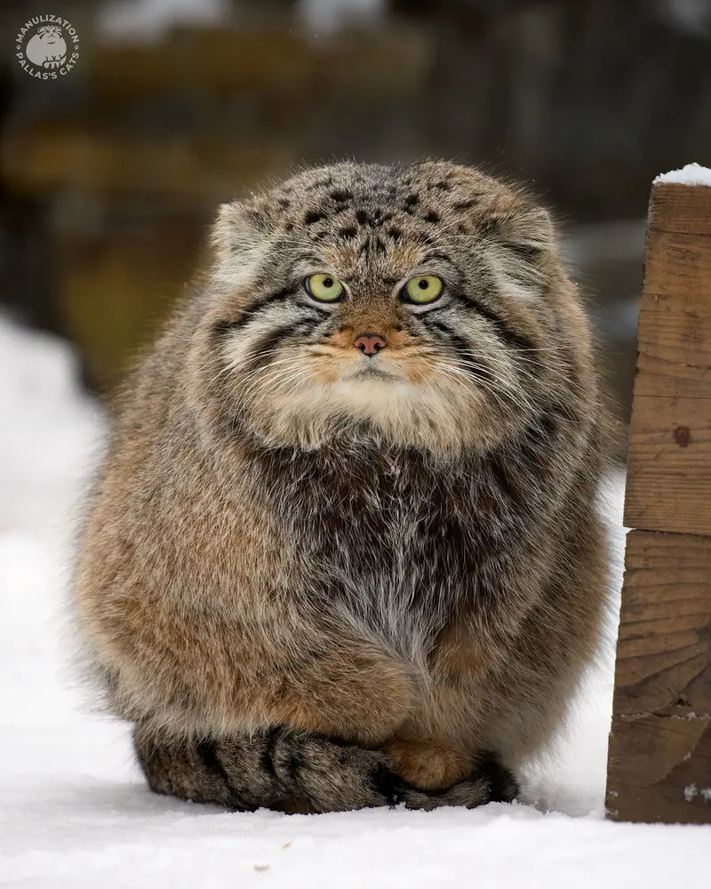 ノヴォシビルスク動物園のボリスの写真
