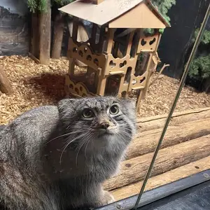 スペリオル湖動物園のパブの写真