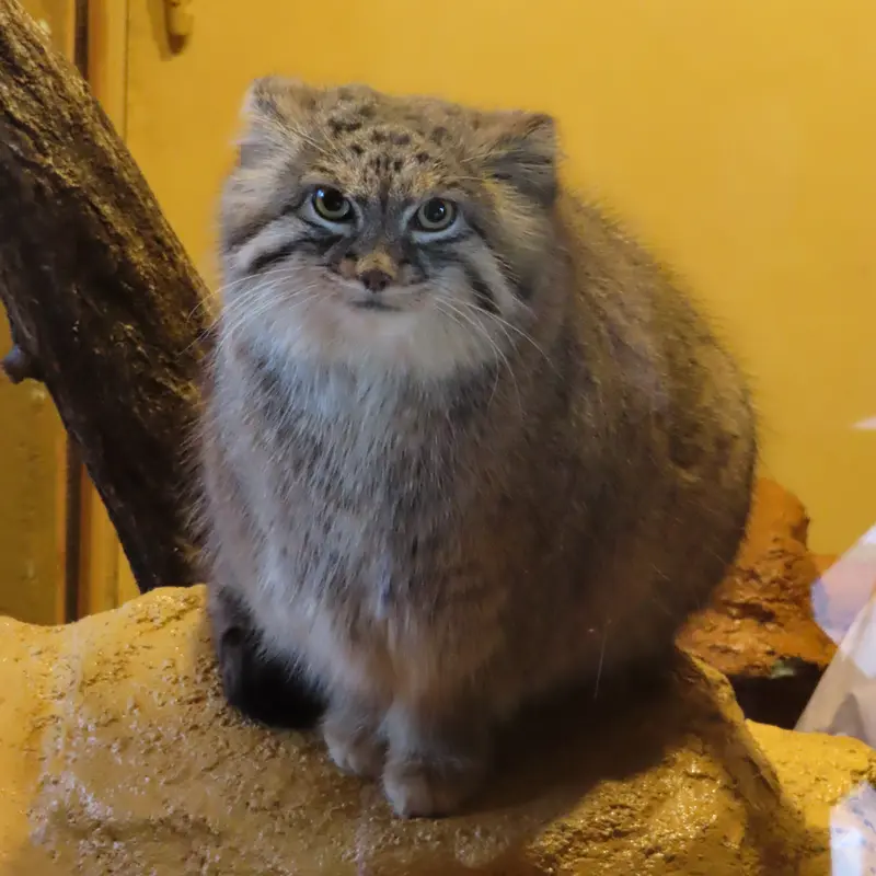 埼玉県こども動物自然公園のオリーヴァの写真