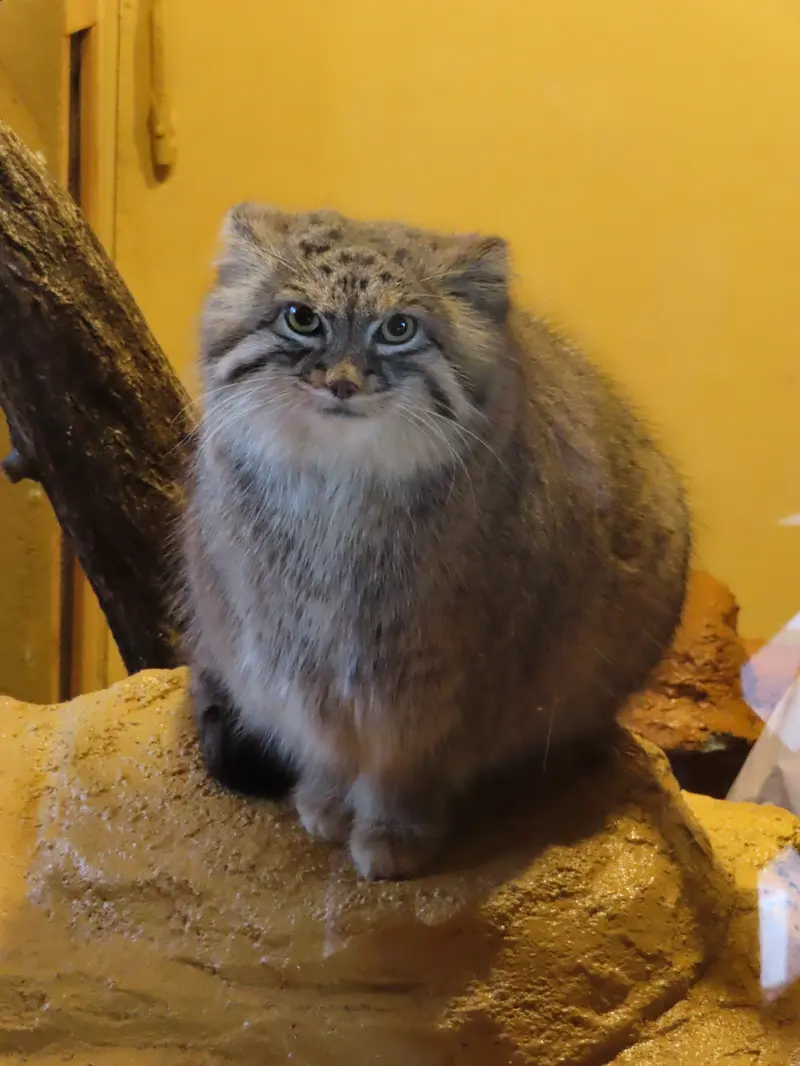 埼玉県こども動物自然公園のオリーヴァの写真