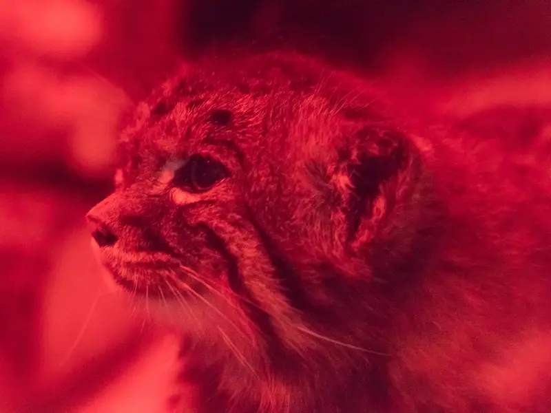 恩賜上野動物園のナイマの写真