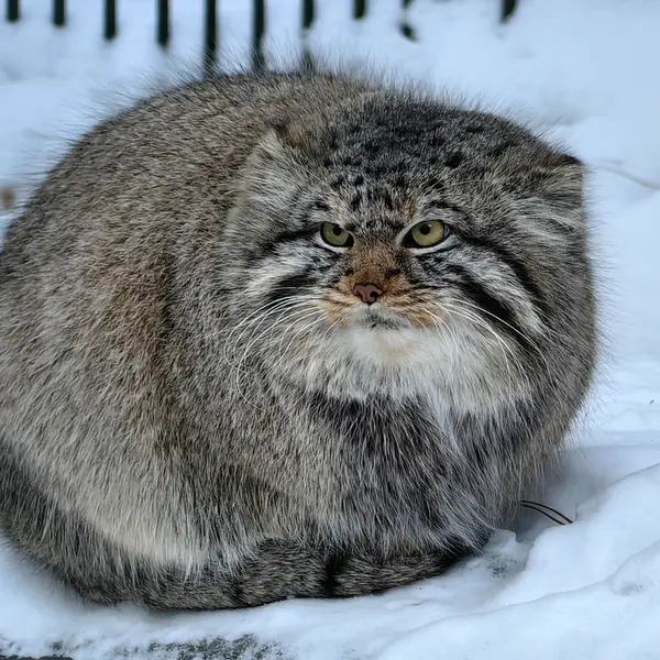 ノヴォシビルスク動物園のキムの写真
