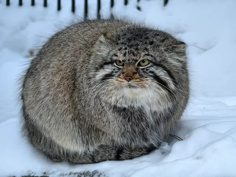 ノヴォシビルスク動物園のキムの写真