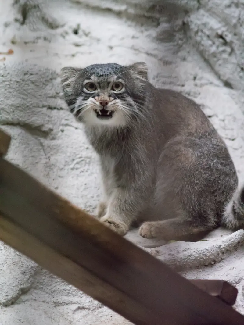 野毛山動物園のフィーガの写真