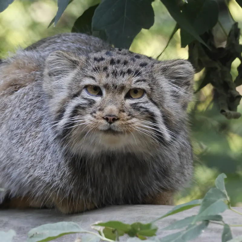 ノヴォシビルスク動物園のイヴの子（2026年生まれ）Ⅰの写真