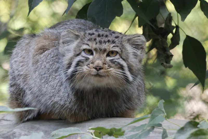 ノヴォシビルスク動物園のマヌルネコの写真