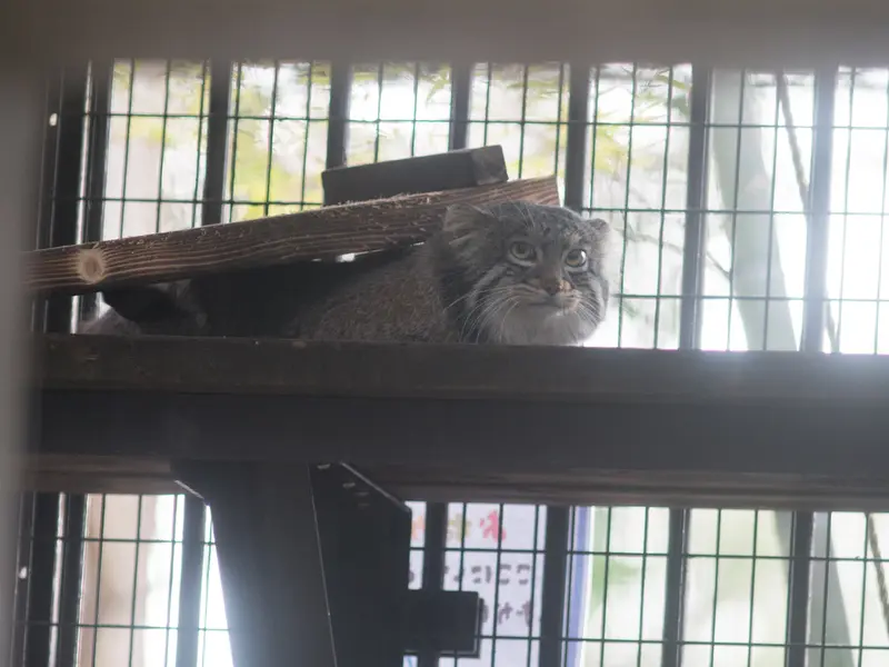 野毛山動物園のフィーガの写真