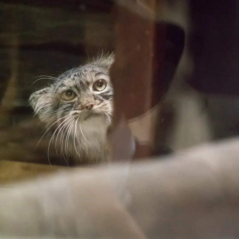 恩賜上野動物園のサフランの写真