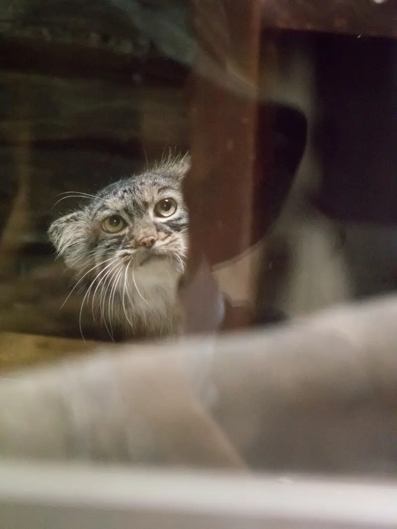 恩賜上野動物園のサフランの写真