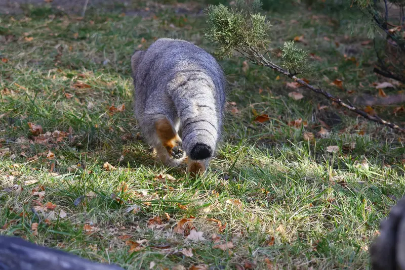モスクワ動物園のティモフェイの写真