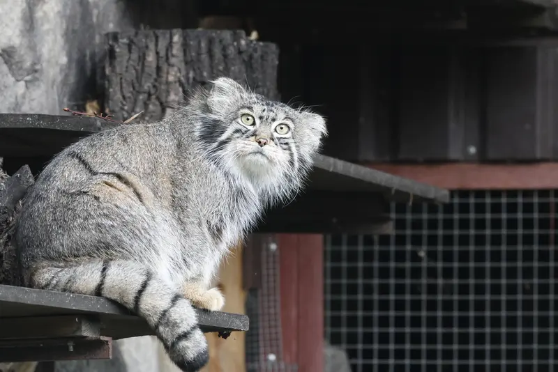 モスクワ動物園のティモフェイの写真