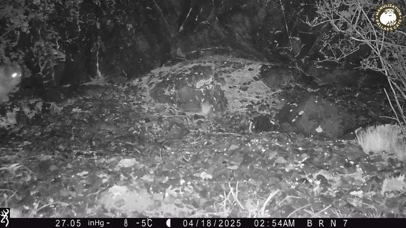 エギズカラ［新］カメラトラップで撮影したOtocolobus manul manulの写真