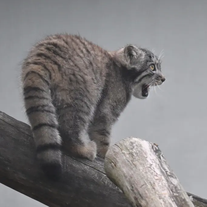 コルケアサーリ動物園のステンの写真