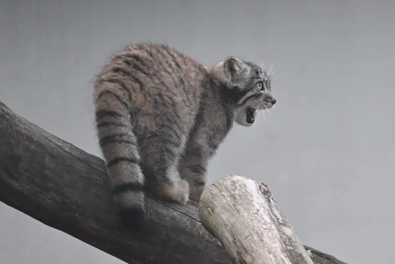 コルケアサーリ動物園のステンの写真