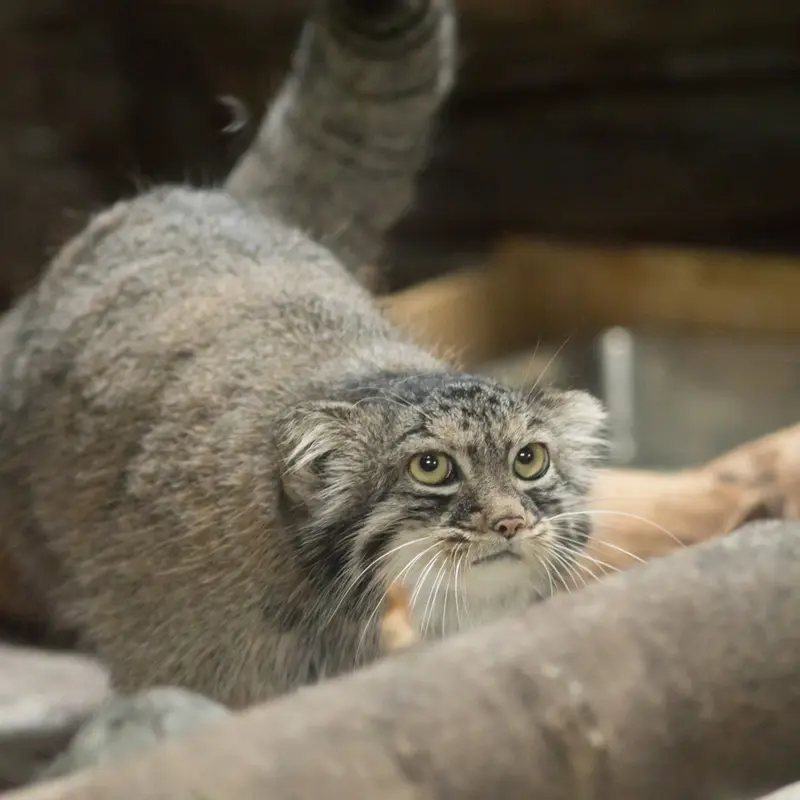 恩賜上野動物園のサフランの写真