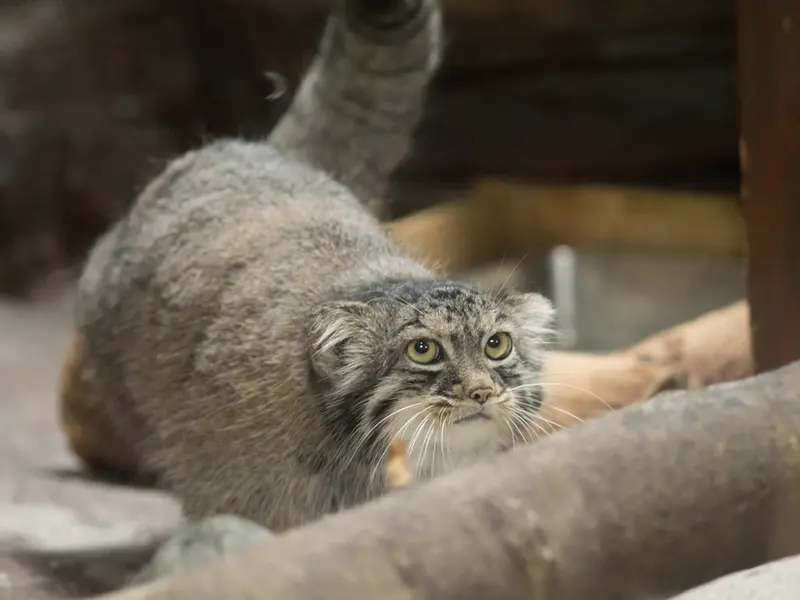 恩賜上野動物園のサフランの写真