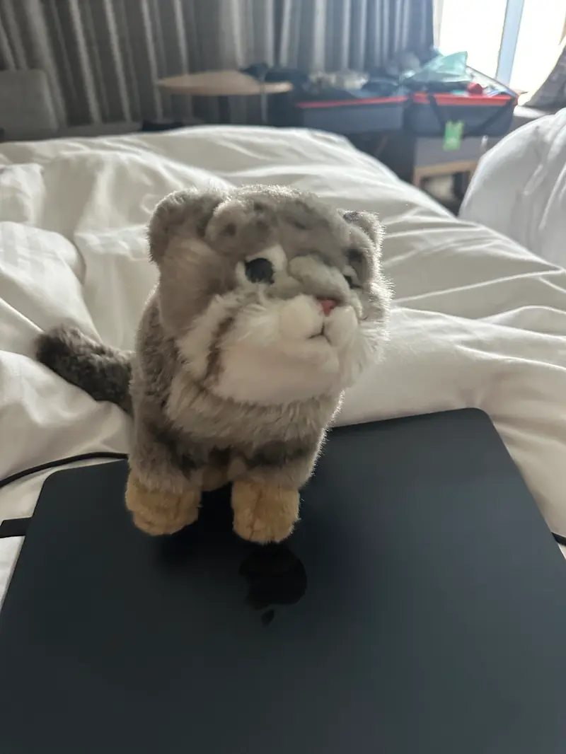 マヌルネコの写真