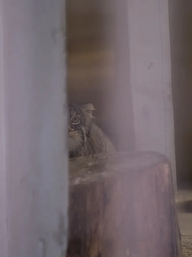 野毛山動物園のフィーガの写真